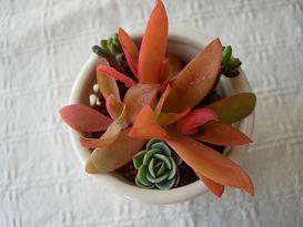 火祭り寄せ植え.JPG