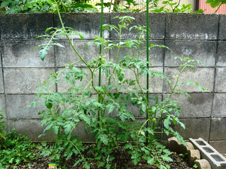 2011.7.9トマト.JPG