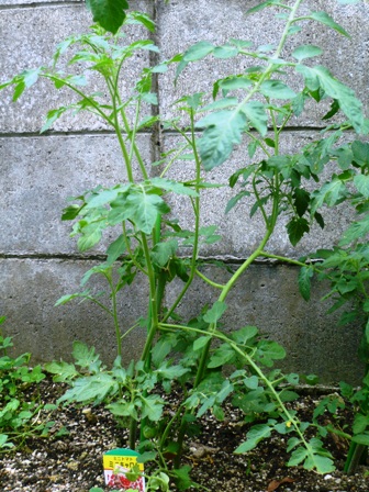 2011.7.9トマト2.JPG