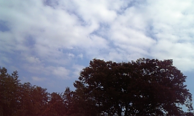 101116  sky and tree