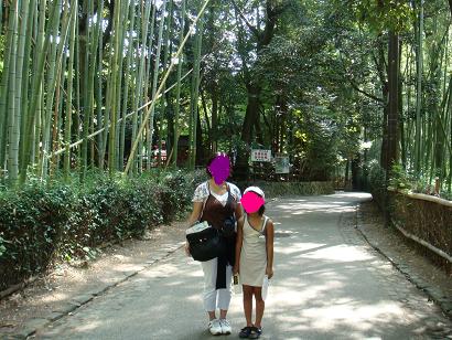 野宮神社の竹林