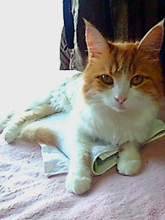 アイスノンにはまってるYonchan