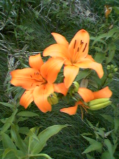 オレンジユリアップ