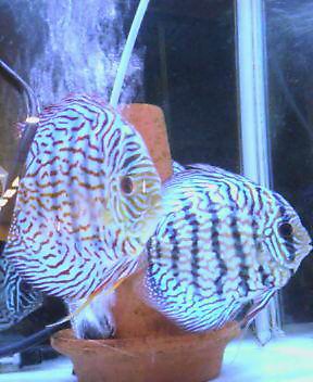 何の魚やろ？？