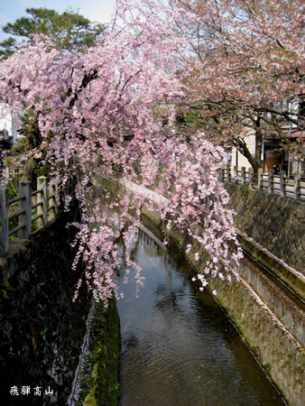 飛騨高山　桜