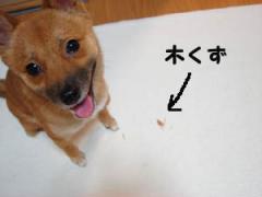 30 木くず.jpg