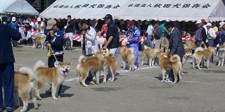 秋田犬たち.JPG