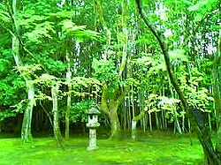 高桐院４（大徳寺）.jpg