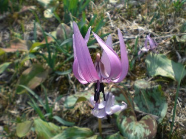 かたくりの花