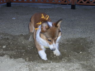 穴堀しますよ