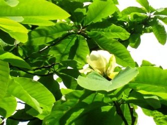 大きな木の花