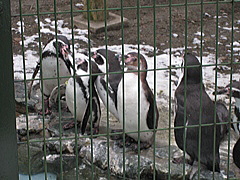 ペンギンさん