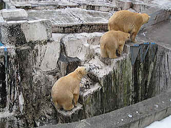 シロクマ家族