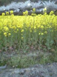 菜の花
