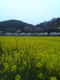 菜の花畑～♪