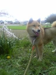 こむぎさんと桜
