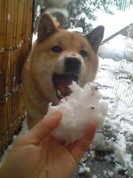 こむぎさん