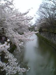 桜～♪