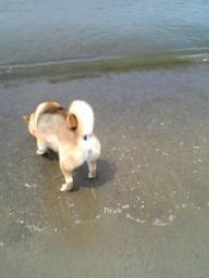 琵琶湖に入ってます！