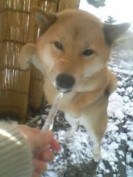 つららプレゼント！！！