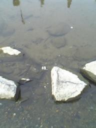 琵琶湖