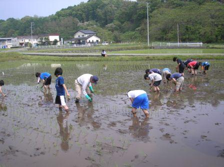 米沢小田植え