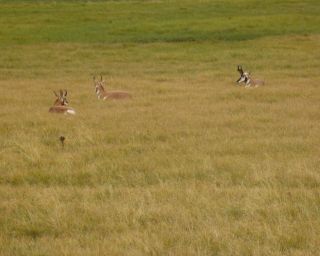 yellowstone-22-2.jpg