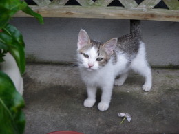 P6241309子猫.jpg