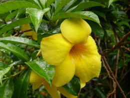 P5100543花.jpg