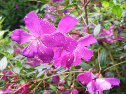 P5100545花２.jpg