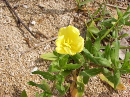 P5110603花４.jpg