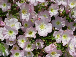 P5300969花.jpg