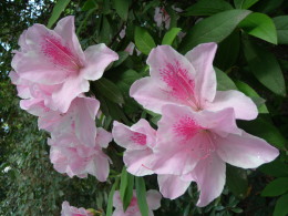 P5010181つつじ.jpg
