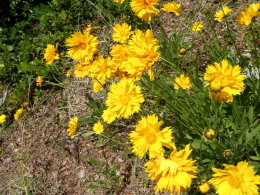 P5300982花２.jpg