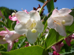 P5300988花５.jpg