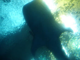 P5100518くじら.jpg
