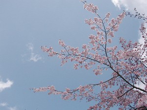 kyoto08.jpg