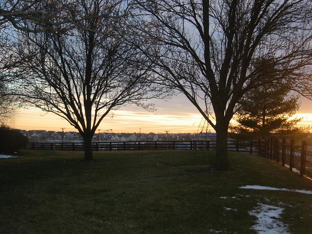 two trees and the sky