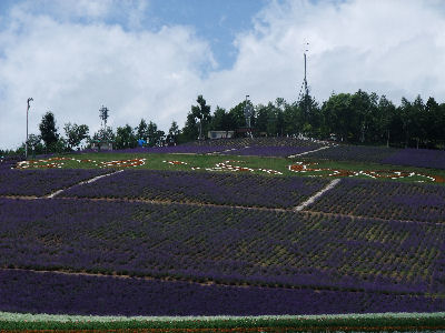 北星山町営ラベンダー園