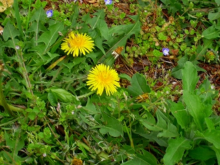 ki-tanpopo