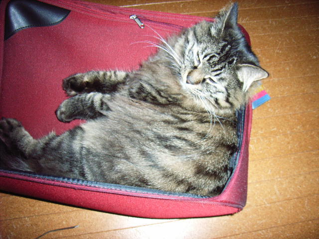 バッグの上のレオ