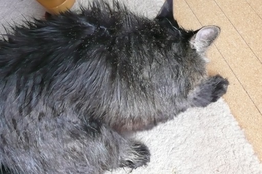 シャンプー後のレオぽん２.jpg