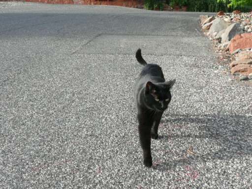 セドナの黒猫さん全体像.jpg