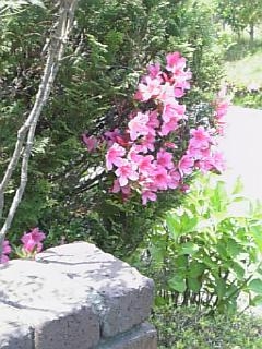 08-06-13_サツキ.JPG