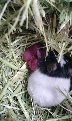 まゆちゃんとコドモ