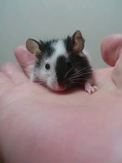 やっぱり覇気が無いかも…