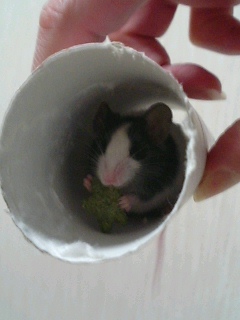 どうも。どうも、どうも