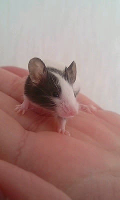 カワイコちゃん