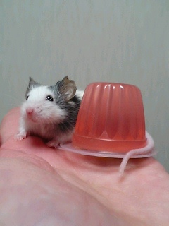 ゴン太ｗｉｔｈぜりー