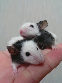 進歩は在るんだけどなぁ…